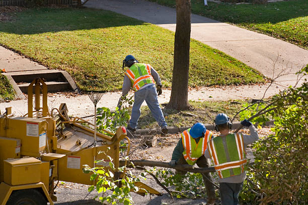 How Our Tree Care Process Works  in  Lakewood Ranch, FL